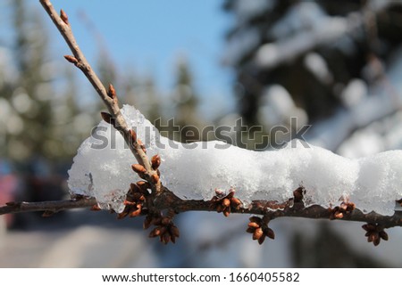 Snow-covered tree branch  on a sunny winter day