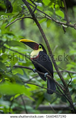 toucan sits on a tree