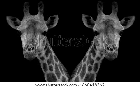 Two Long Neck Giraffe Cute Face