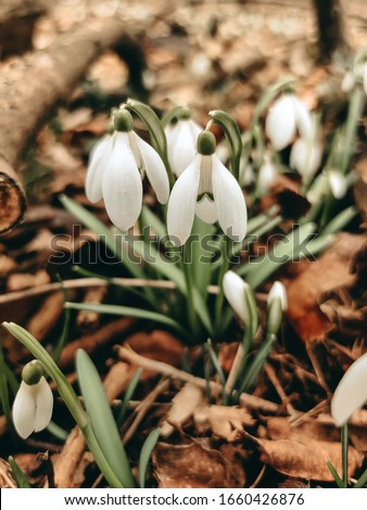 White fresh flowers in the forest.
Snowdrops grow in the spring in nature
