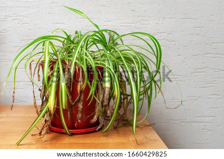 Shriveled plant, Chlorophytum with withered yellowed leaf tips in a plastic pot. Dying spider plant indoors. Royalty-Free Stock Photo #1660429825