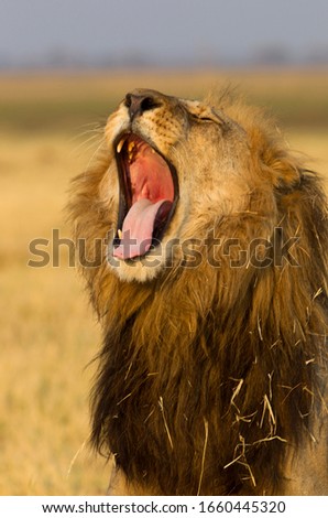 African lion (Panthera Leo),  Male, Savuti, Chobe National Park, Botswana.