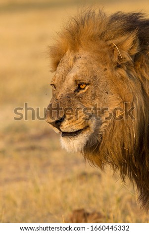 African lion (Panthera Leo),  Male, Savuti, Chobe National Park, Botswana.