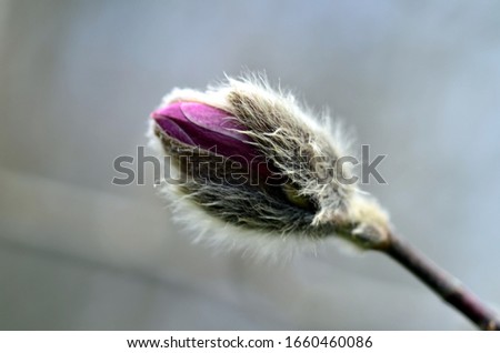 Closeup of a bud of a star-magnolia