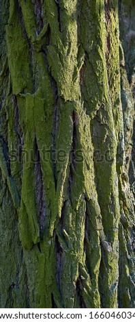 acacia tree bark texture with green moss, full frame, backdrop for designer
