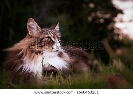 close-up of a norwegian forest cat laying on the grass outdoor.calm and relax