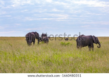 Family of African elephants. Great trip to Africa. The largest land animal in the world. Safari in Masai Mara Park, Kenya. The concept of active, environmental and photo tourism