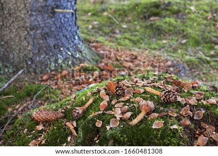 Squirrel feeding signs: stripped cones and scales on moss in forest 