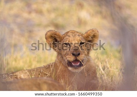 African lion (Panthera Leo), Cub, Savuti, Chobe National Park, Botswana.