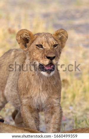 African lion (Panthera Leo), Cub, Savuti, Chobe National Park, Botswana.