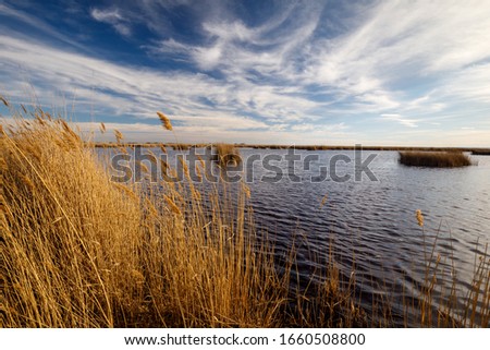reed at lake neusiedl under blue sky in summer Royalty-Free Stock Photo #1660508800