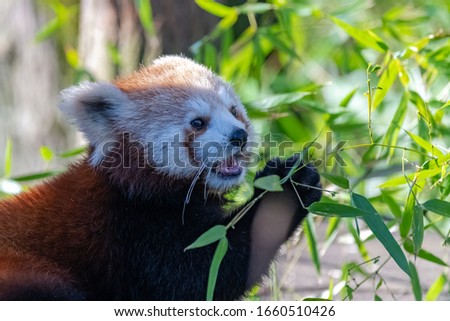 Red panda, Ailurus fulgens, portrait of a cute animal 
