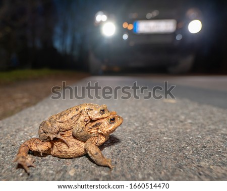 Toad migration - a pair of toads are about to cross a road driven by cars