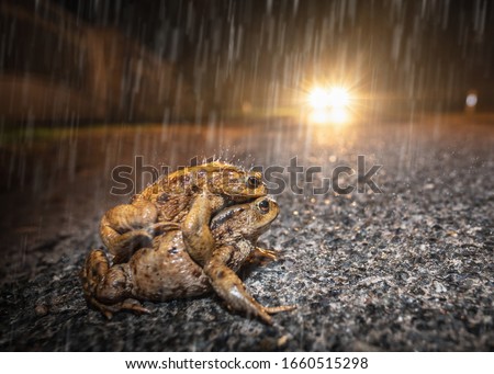 A pair of toads cross the road in the rain and threatens to be run over by a car