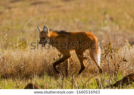 Maned Wolf / Lobo Guara. It is the largest canid in South America, with a weight between 20 and 30 kg, and reaches up to 90 cm at the withers. 