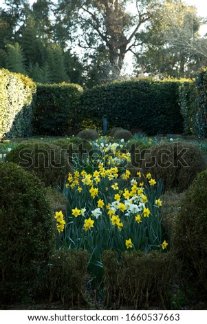 Jonquil flowers center of a natural park garden at Porto Portugal