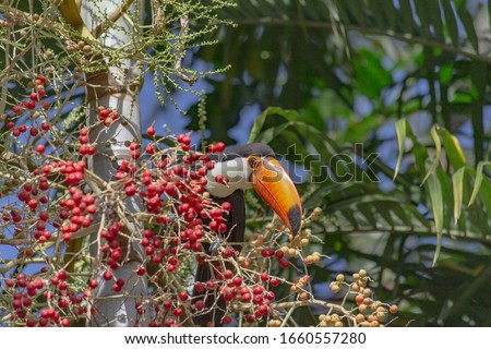 Beautiful toucan living free in the trees and eating small red fruits.