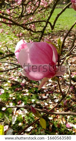 Blooming pink magnolia on the tree