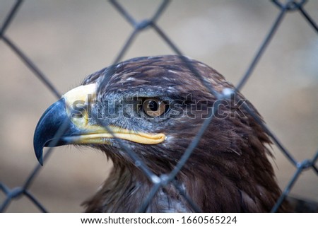 Adult golden eagle bird in a cage. Dangerous bird is a predator with a large beak behind bars. Golden eagle is the largest representative of the entire hawk family, a strong and large eagle