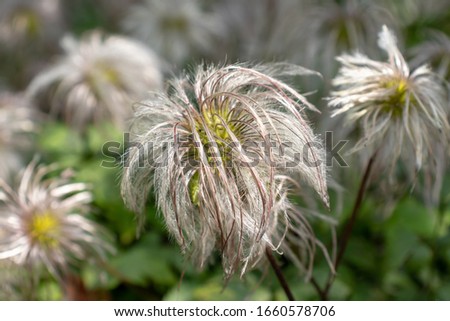 Fluffy heads of clematis seeds in late summer or autumn, faded flowers with silver balls of seeds, close up.