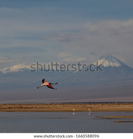 flamingo in the lagoon Chaxa in the atacama desert in the north of Chile