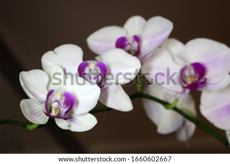 isolated orchid flower at home. selective  focus image