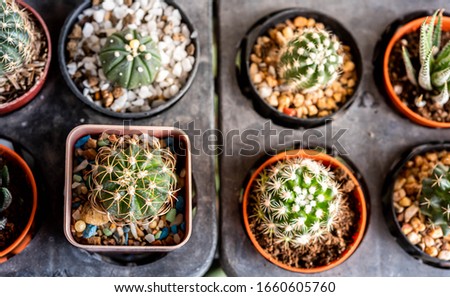 Cactus on the farm, product export, business