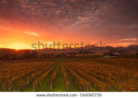 A dramatic sunrise over the vineyards of world famous Napa Valley in Autumn. 