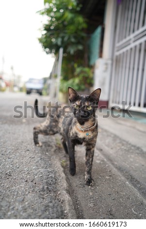 Mixed-breed cat lying against the road in Chiang Rai Thailand