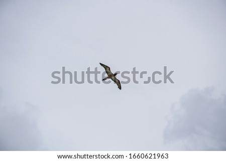 
A large bird with wide spread wings flying in a gray sky with some clouds.