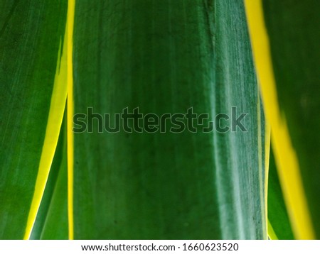 Tropical sansevieria leaf pattern and texture in garden, abstract green leaf, close up sansevieria foliage nature dark green background.
