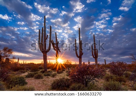 Arizona desert landscape with Saguaro cactus at sunset Royalty-Free Stock Photo #1660633270