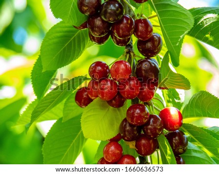 Picking Sweetheart Cherry in Cromwell, New Zealand Royalty-Free Stock Photo #1660636573