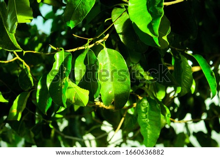 Fresh green leaves background, hedge green plant, natural texture, tiny green leaves in the garden. 