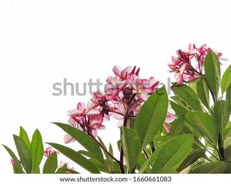 The leaves of frangipani isolated on white background with copy space.Fragrant flowers.Coleosporium plumeriae. relax and spa.     