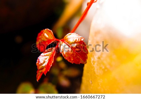 autumn red leaves isolated on background unsharp