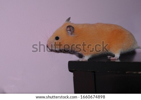 Syrian golden hamster gerbil small