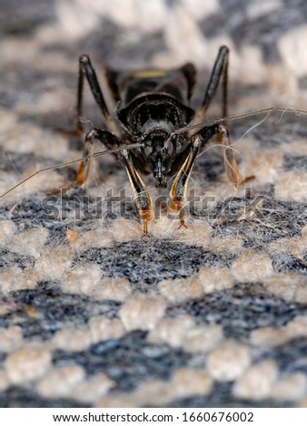 Corsair Bug of the Genus Rasahus