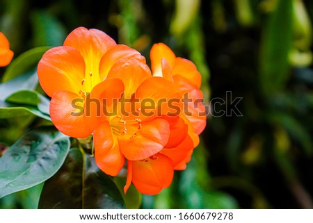 Greenery, close up shot on orange flowers with a blurred green plant background