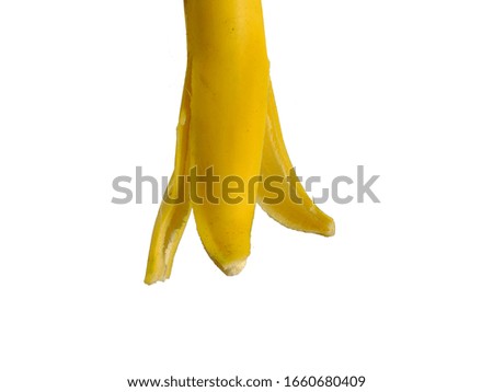 Ripe yellow Cavendish Banana on white isolated background.