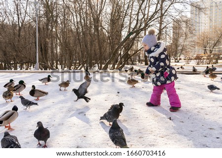 child feeds pigeons and ducks with bread in the yard on a sunny winter day. girl 4 years old on a walk backlight