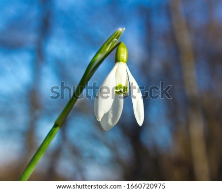 Good morning, Sunshine! This is me - a Snowdrop Galanthus!
The unsurpassed beauty of a Snowdrop Galanthus