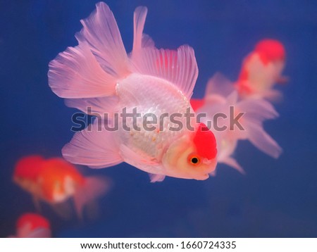 Oranda Goldfish diving in fresh water fish glass tank with blue background.