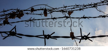 Barbed wire. Barbed wire on fence with blue sky to feel lonely and want freedom.