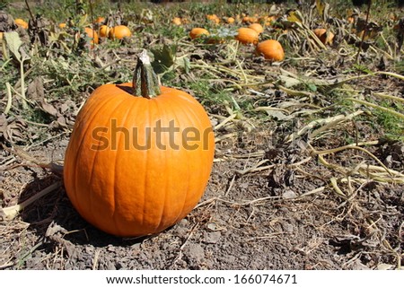 Pumpkin Patch Field