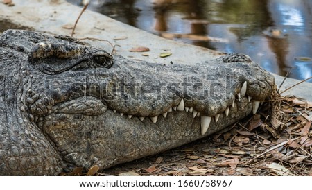 A large crocodile rests in the shade of a tree