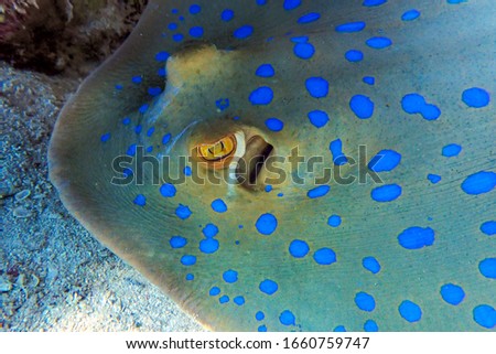 Blue - spotted stingray in Red sea, close up. Detail
