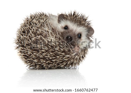 little african hedgehog with spiky fur rolling over while looking at camera happy on white studio background