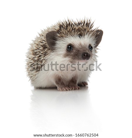 cute african hedgehog with spiky fur sitting and looking away pensive on white studio background