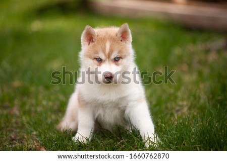 Wallpaper siberian husky puppy in nature Royalty-Free Stock Photo #1660762870